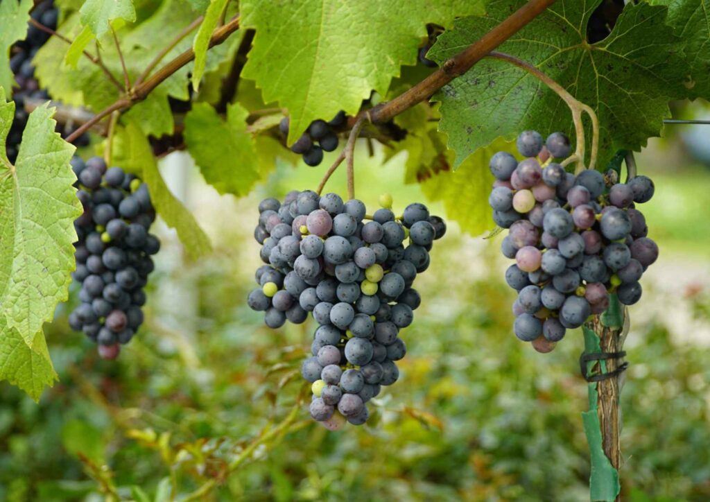 Are Grapes Good for Weight Loss? 8 Fresh purple grapes on the vine packed with antioxidants, polyphenols and vitamins for a healthy balanced diet.