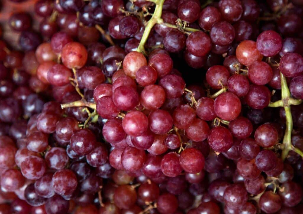 Are Grapes Good for Weight Loss? 6 Fresh red grapes rich in antioxidants and natural nutrients for healthy eating
