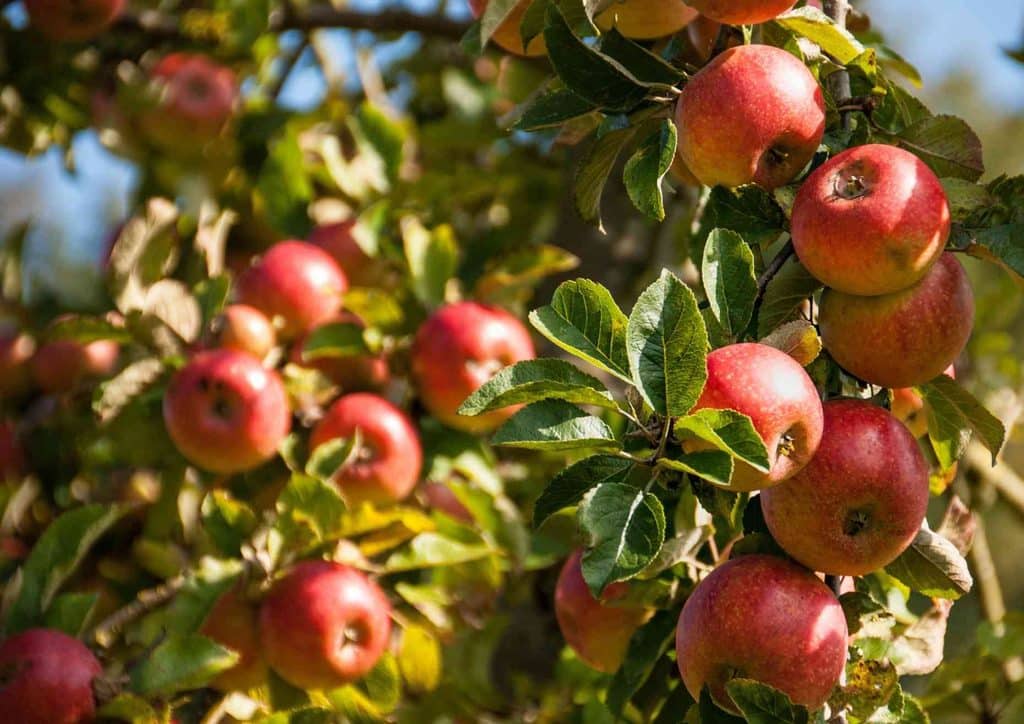 The Best Foods for Weight Loss 16 A lush apple tree laden with bright red apples, showcasing a vibrant harvest ready for picking.