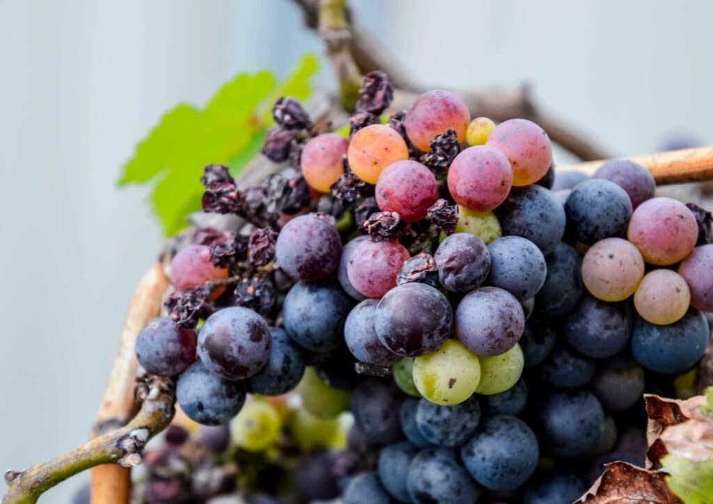 Are Grapes Good for Weight Loss? 10 A basket filled with fresh grapes surrounded by green leaves, showcasing their vibrant colour and natural setting.