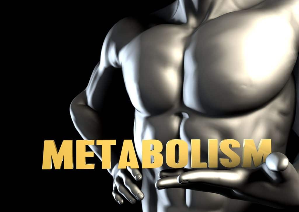 How to Speed Up Your Metabolism (What Actually Works) 2 Diagram illustrating metabolism, highlighting the body's process of burning fat for energy.