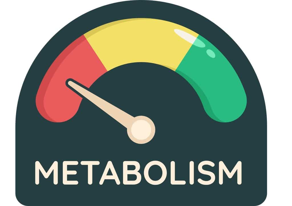 How to Speed Up Your Metabolism (What Actually Works) 1 Metabolism meter icon with the text "Metabolism" indicating metabolic activity levels.