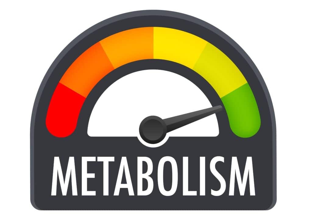 How to Speed Up Your Metabolism (What Actually Works) 15 Metabolism meter icon with the text "Metabolism" indicating metabolic activity levels.