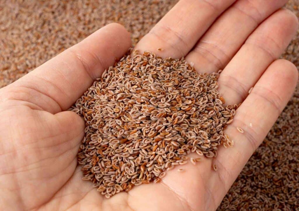 High Fibre Diet for Weight Loss: Why Fibre Keeps You Full 40 A person holding a handful of brown seeds, showcasing their texture and size against a neutral background.